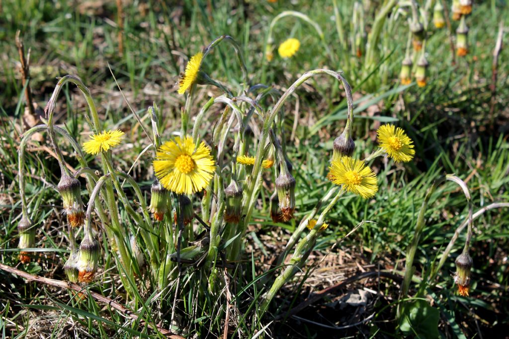 Tussilago farfara / Tossilaggine